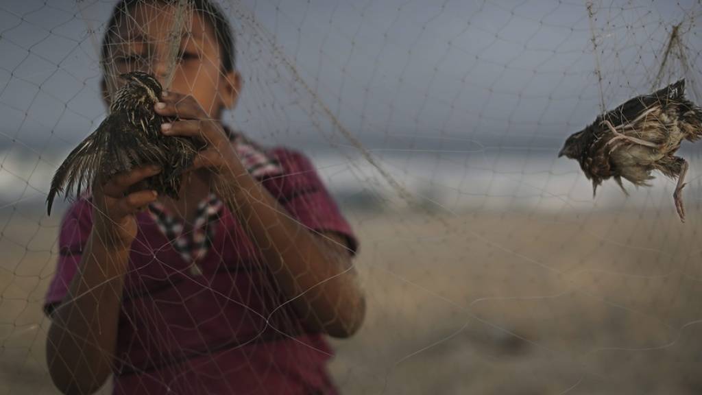 Ein Kind am Strand von Gaza klaubt im Morgengrauen Zugvögel aus Fangnetzen, um sie für umgerechnet zwei Franken auf dem Markt zu verkaufen. Vogelwilderei ist ein Thema am internationalen EuroBirdwatch, der in der Schweiz mit über 50 Veranstaltungen begangen wird. (Symbolbild)