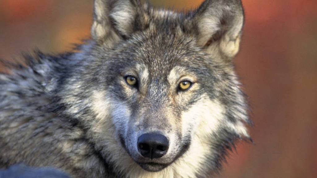 Woher der überfahrene junge Wolf stammt, war am Freitag noch unklar. (Symbolbild)