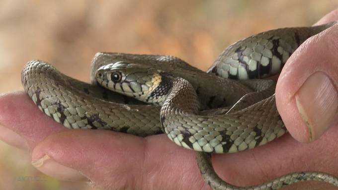 Auf Schlangen-Rettung mit dem Reptilienexperten
