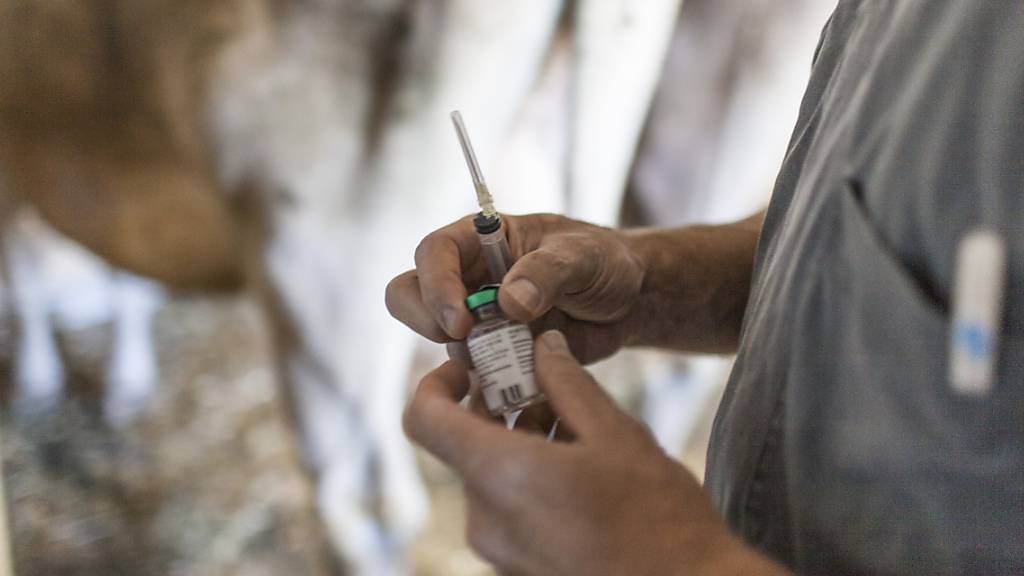 Ein Tierarzt bereitet eine Injektion mit einem Antibiotikum vor. (Archivbild)