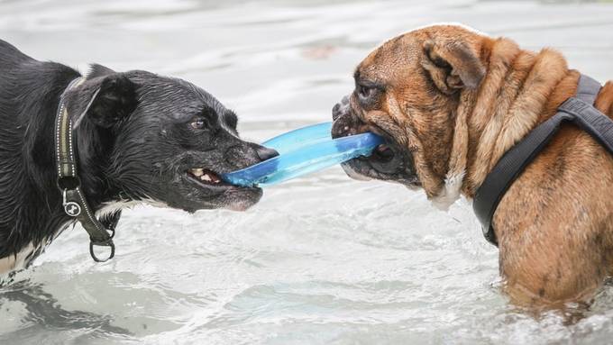 Hundesteuer in St.Gallen steigt