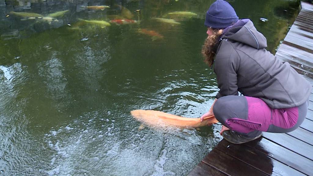 Fisch Arzt