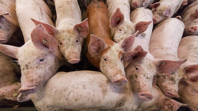 Uneinsichtiger Aargauer Schweinemäster kassiert Busse