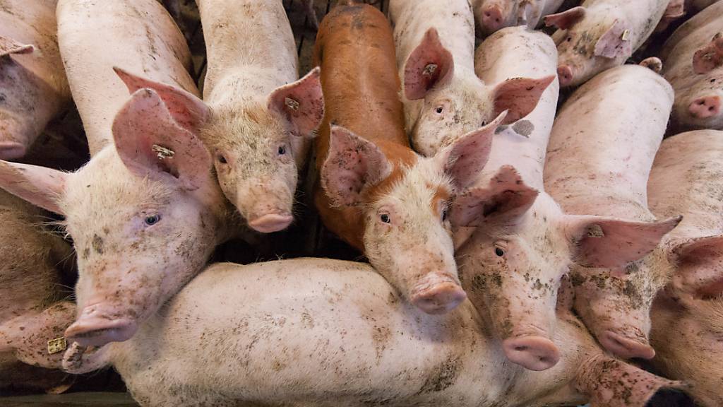 Ein Aargauer Schweinemäster missachtete wiederholt die Auflagen des kantonalen Veterinärdienstes. Er wehrte bis vor das Obergericht gegen die Busse - ohne Erfolg. (Symbolbild)