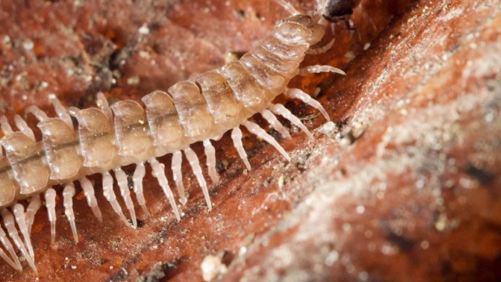 Die Tausendfüsslerart Polydesmus angustus fanden Forscher in mehreren Basler Gärten. Sonst ist sie vor allem im Wald anzutreffen.