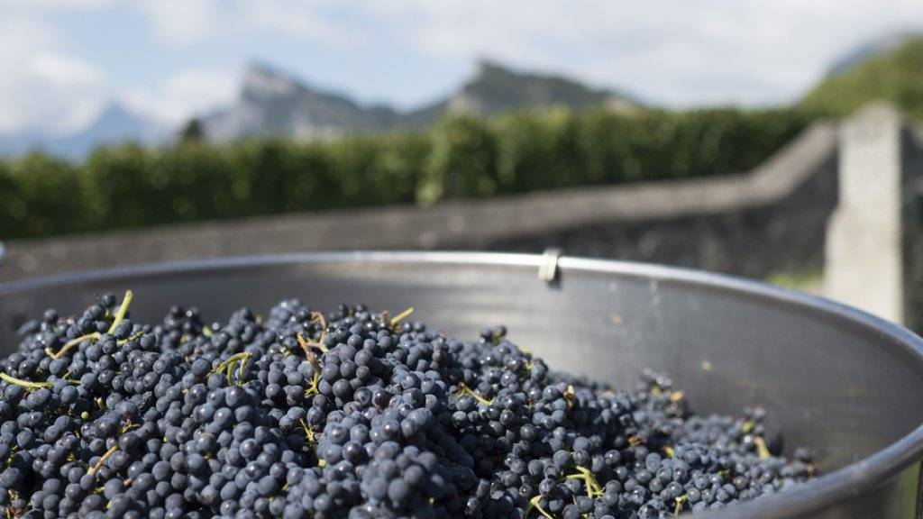 Als Reaktion auf die Betrugsfälle in der Weinwirtschaft sollte der Bund die Weinkontrolle verbessern. Das fordert das Bundesamt für Landwirtschaft (BLW) in einem Bericht. (Symbolbild)