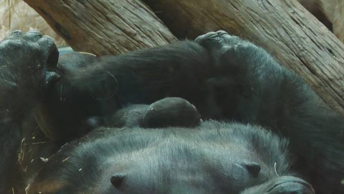 Erster Gorilla-Nachwuchs im Zoo Zürich