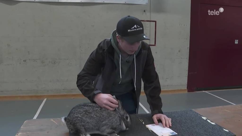 Hunderte Kaninchen an der Kleintierausstellung in Kerns