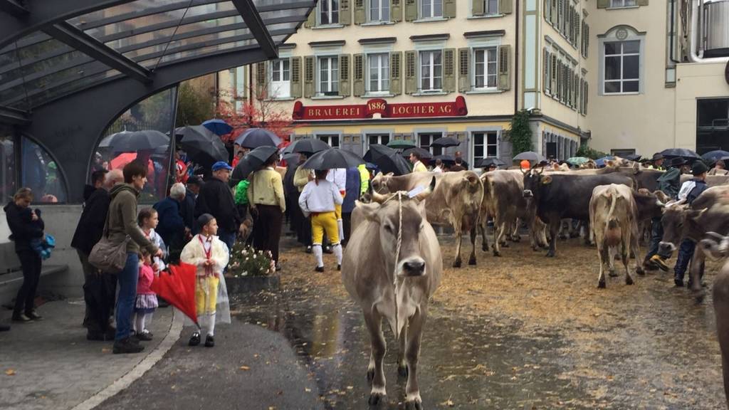 In Appenzell sind die Kühe los.