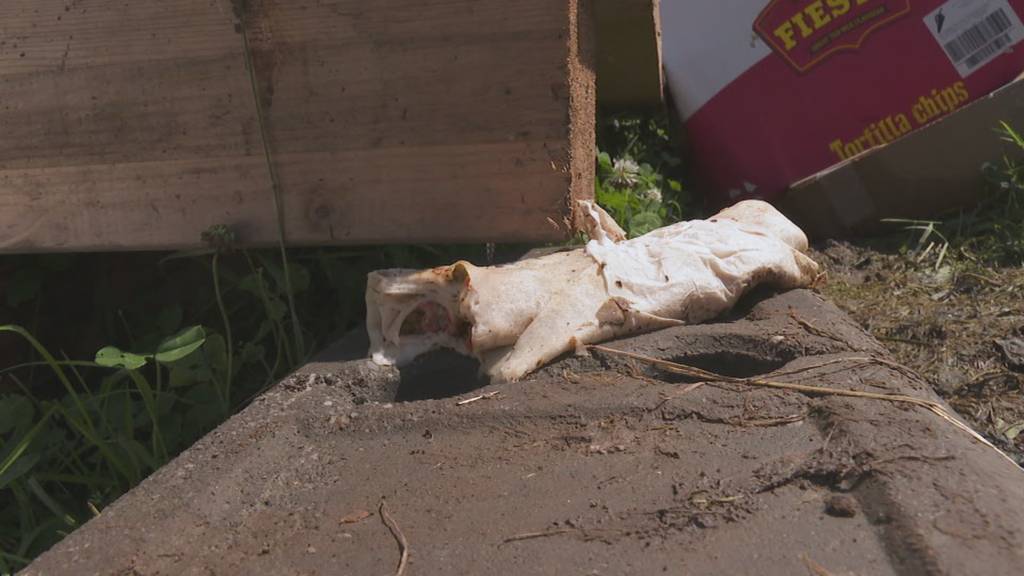 Ein Festival nach dem anderen in der Ostschweiz