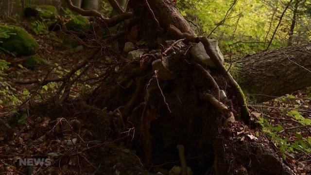 Mädchen beim Zelten von Baum erschlagen