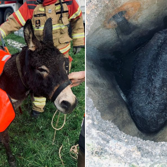 Passant entdeckt Esel in Gullyloch – Feuerwehr eilt zu Hilfe