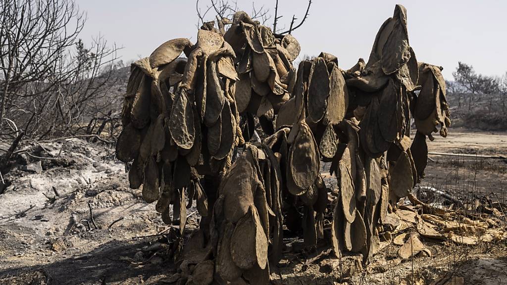 Ein verbrannter Kaktus steht auf einem Hügel auf Rhodos. Erstmals seit fast drei Wochen schätzt der griechische Zivilschutz die Waldbrandgefahr für weite Landesteile als gering ein. Foto: Petros Giannakouris/AP/dpa