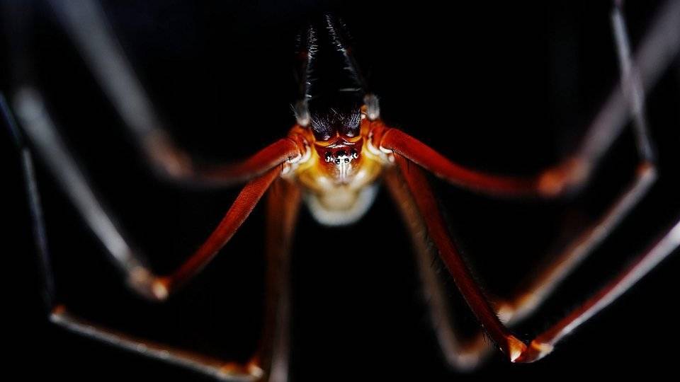 In Australien leben viele giftige Spinnen. (Symbolbild)