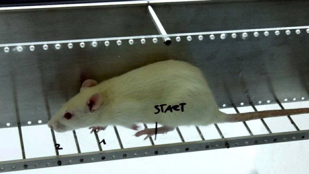 Ratten sind äusserst lernfähig und werden hauptsächlich für Verhaltensexperimente verwendet.(Symbolbild)