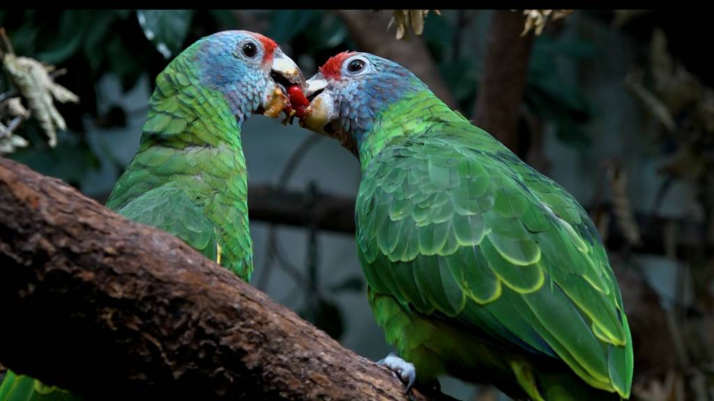 Zoo Zürich verkuppelt Vögel und nimmt Arterhaltung in Angriff