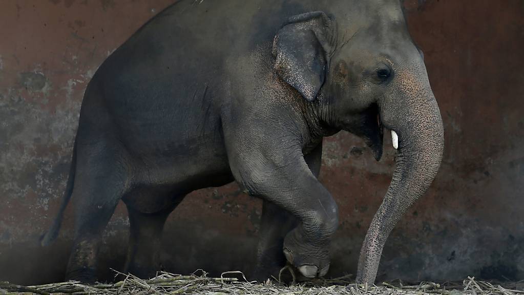 Der Elefant Kaavan soll nach über 30 Jahren in einem kleinen Gehege im Marghazar-Zoo in Islamabad in ein Schutzgebiet in Kambodscha gebracht werden. (Archiv)