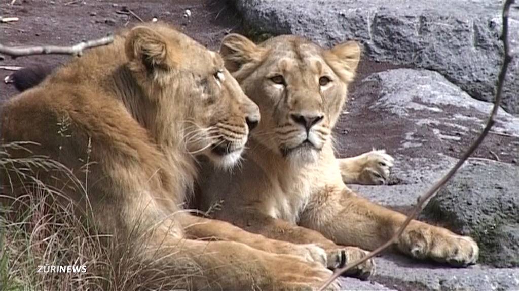 Zoo Zürich: Trauer um Löwendame Joy