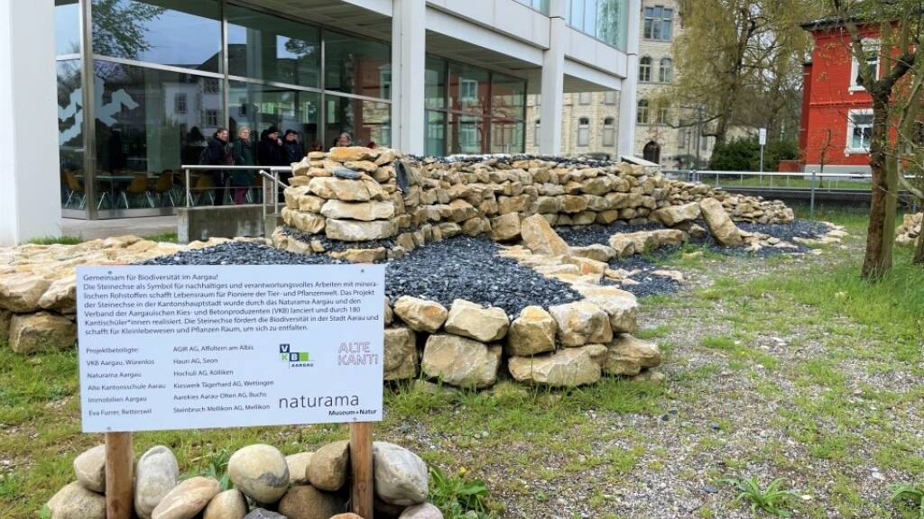 Ein Beispiel für die Förderung von Biodiversität in der Stadt: Eine von Schülern geschaffene «Steinechse» in Aarau.