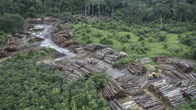 Abholzung des brasilianischen Regenwaldes beschleunigt