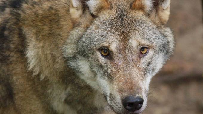 Wolf reisst Alpaka – Herde ungenügend geschützt