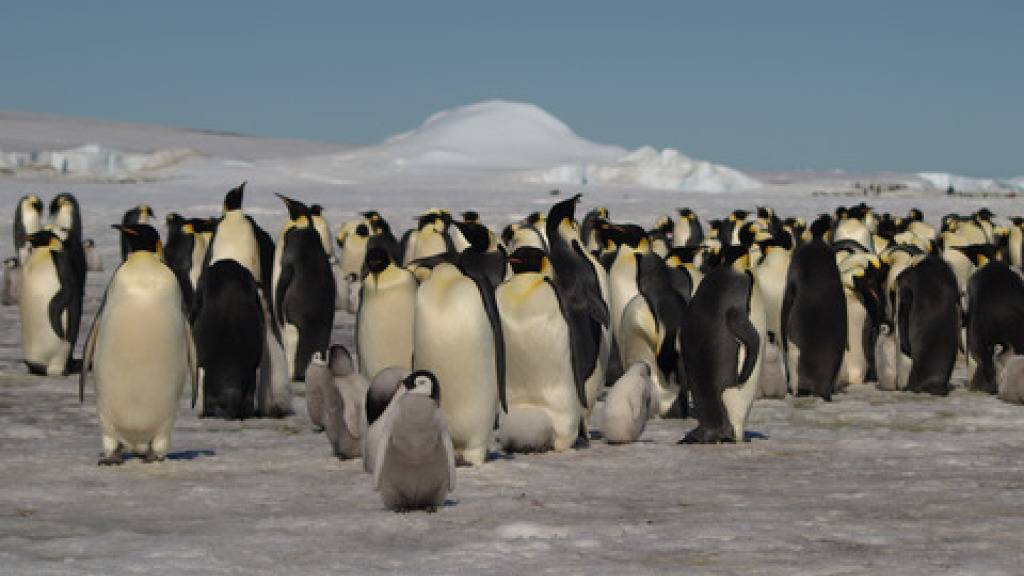 Kaiserpinguine in der Antarktis. Es gibt mehr davon, als angenommen. Entdeckt hat sie ein Satellit. Allerdings nicht die Tiere selbst, sondern ihre Exkremente (Pressebild)