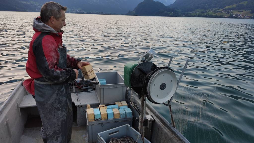Klebrige Substanz im Walensee: Der Kanton steht vor einem Rätsel