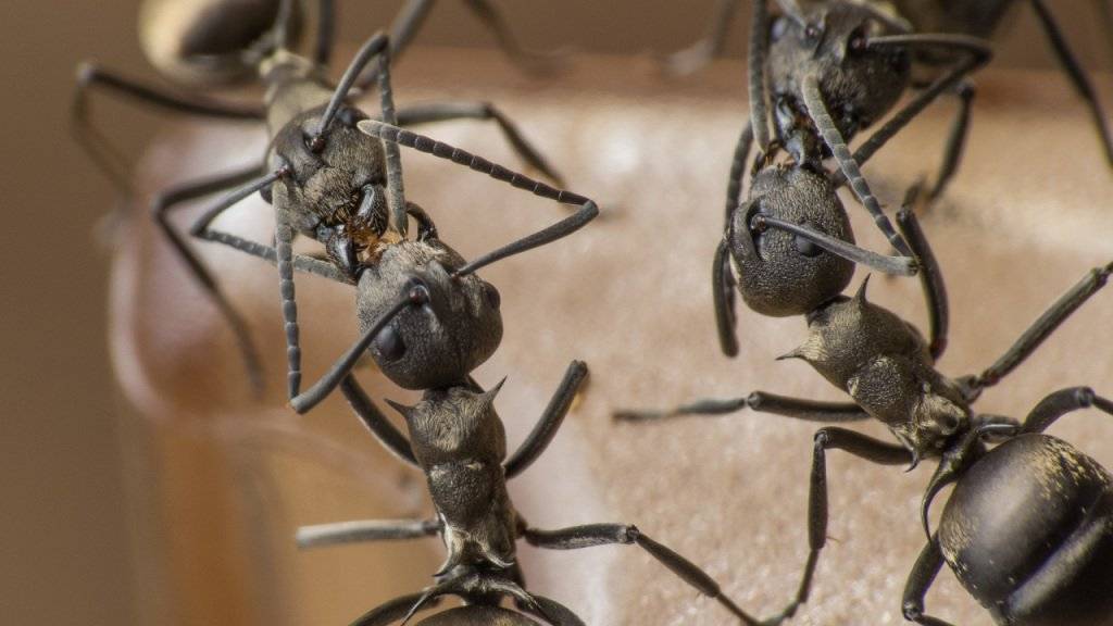 Das gegenseitige Füttern ist im Tierreich weit verbreitet, auch bei staatenbildenden Insekten wie Ameisen.