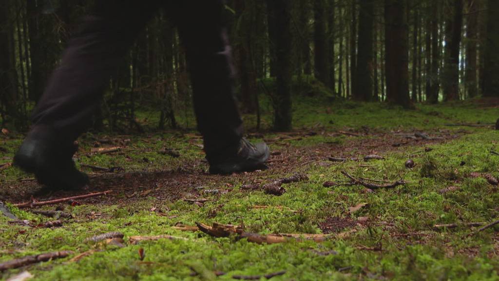 Dreister Lamm-Raub: Unbekannte stehlen Tiere und weiden sie aus