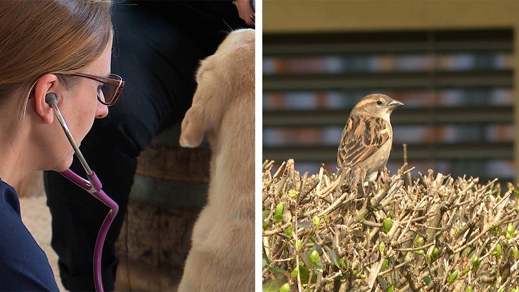 Mobile Tieraerztin / Der Spatz