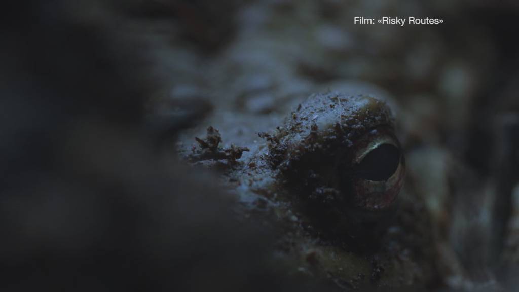 Luzerner Kurzfilm über Problematik der Amphibien-Wanderungen