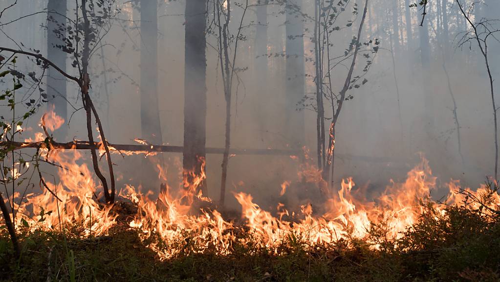 Flammen lodern in einem Wald. Wegen der schweren Waldbrände im Osten Russlands versinken immer mehr Dörfer und Städte im Rauch. Mehr als 105 Siedlungen und die Großstadt Jakutsk in der stark betroffenen sibirischen Region Jakutien (Republik Sacha) litten unter dem Qualm, teilten die Behörden mit. Foto: Ilya Timin/AP/dpa