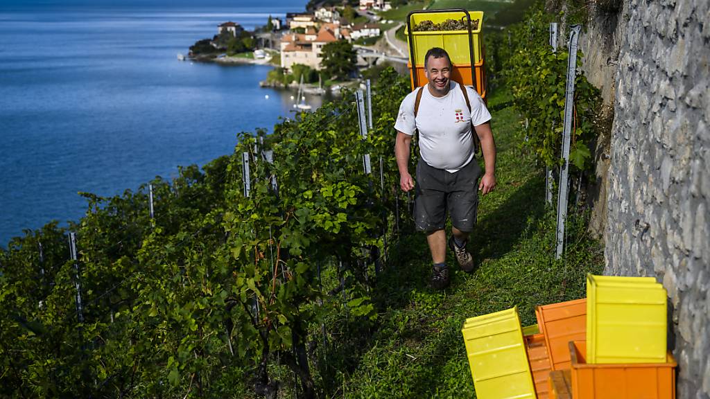 Arbeit im Weinberg: Der Ständerat sagt Ja zur Aufstockung der Mittel für die Förderung von Schweizer Wein. (Archivbild)