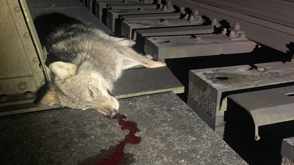 Von Zug erfasst: Wolf stirbt auf Eisenbahnbrücke