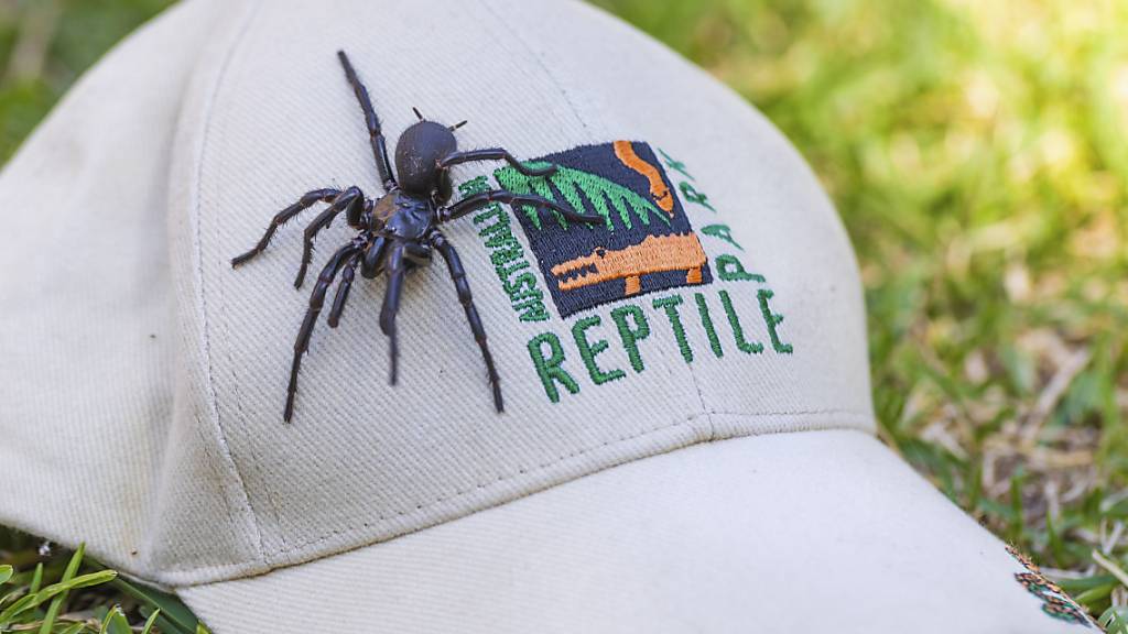 Die australischen Sydney Funnel-webs sind die giftigsten Spinnen der Welt. «Herkules» ist fast acht Zentimeter lang.