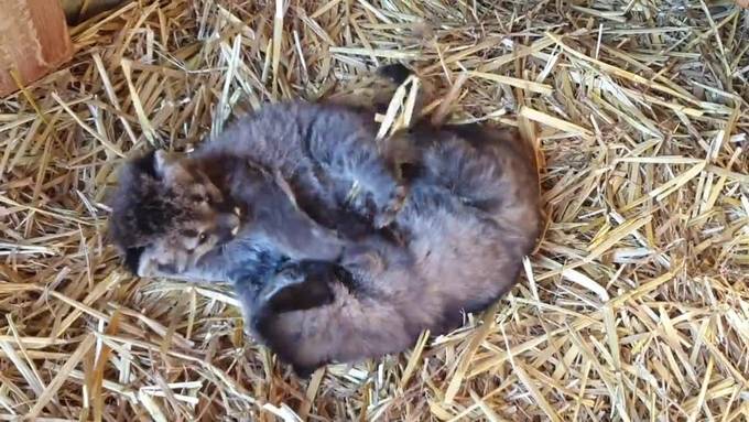 So süss sind die jungen Pumas im Plättli Zoo