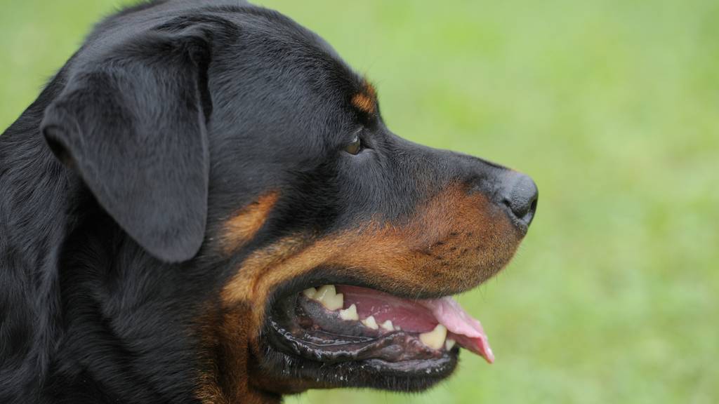 Bezirksgericht Dietikon spricht Hundetrainerin frei