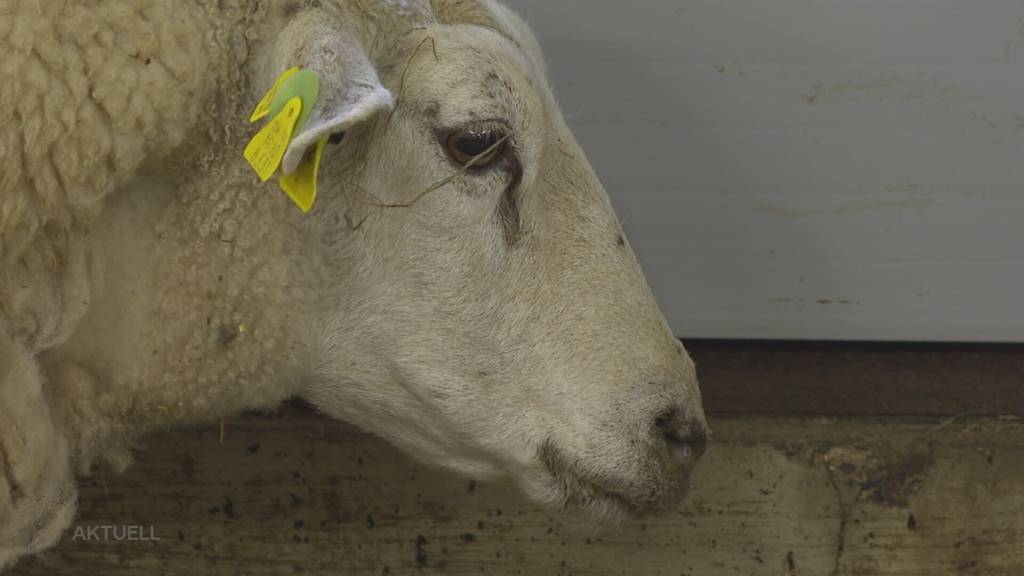 Über 130 Betriebe: Blauzungenkrankheit trifft Aargauer Bäuerinnen und Bauern hart