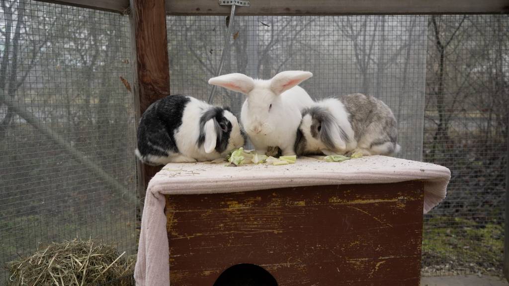 Cassandra, Osgar und Calypso