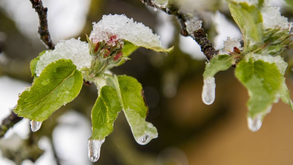 Kein Frost und kein Eis wie im Bild: Dieses Jahr bringen die Eisheiligen warme Temperaturen. (Symbolbild)