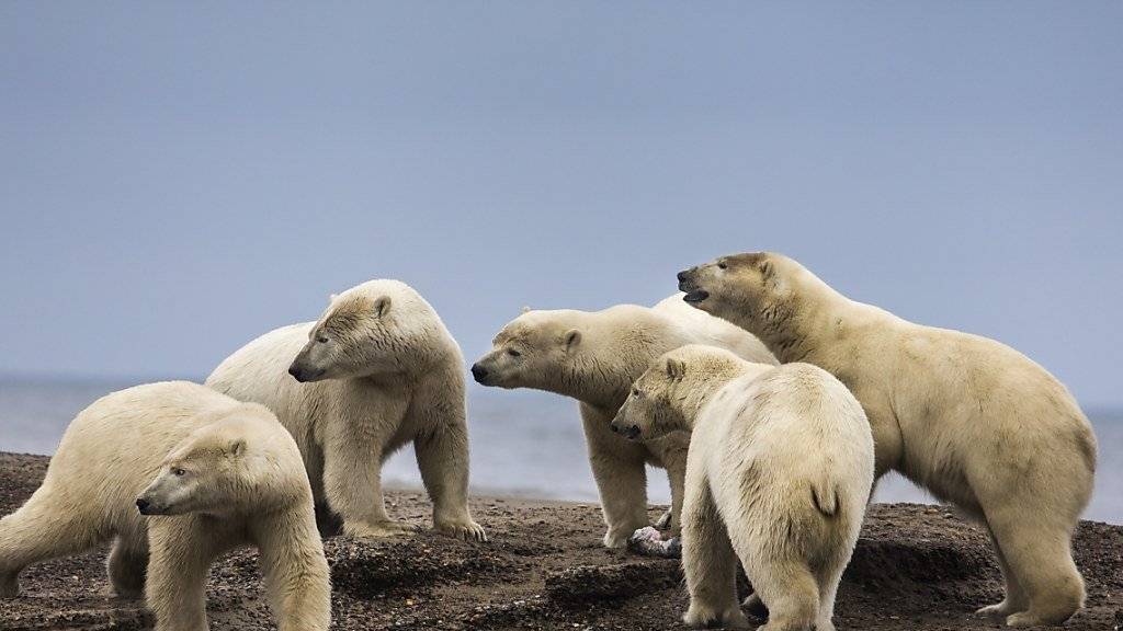 Mit dem Schwinden des Packeises suchen Eisbären vermehrt an Land nach Nahrung. (Archivbild)