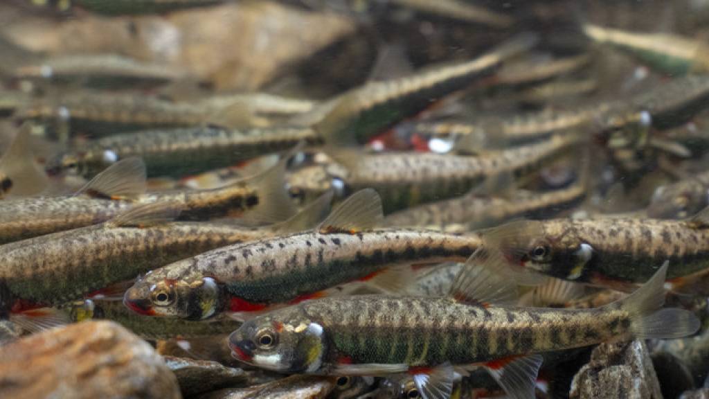 Fischerei-Verband kürt Elritze zum Fisch des Jahres 2026