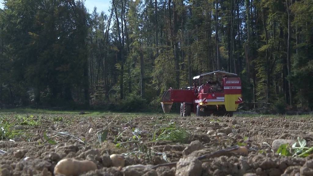 Ein Sommer zum Vergessen: Wegen schlechter Kartoffelernte gibt es weniger Schweizer Chips