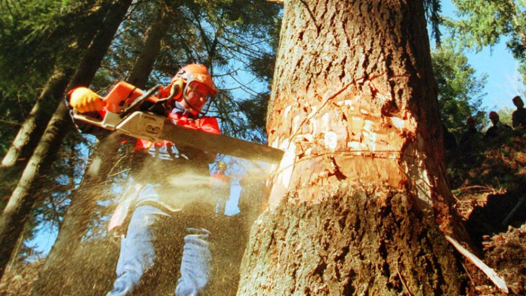 Waldeigentümer sollen Douglasien statt Tannen und Fichten pflanzen