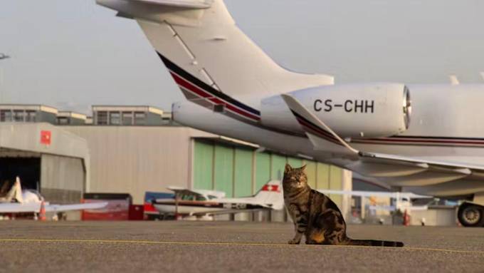 Das Flughafen-Büsi im Belpmoos heisst jetzt «Maverick»