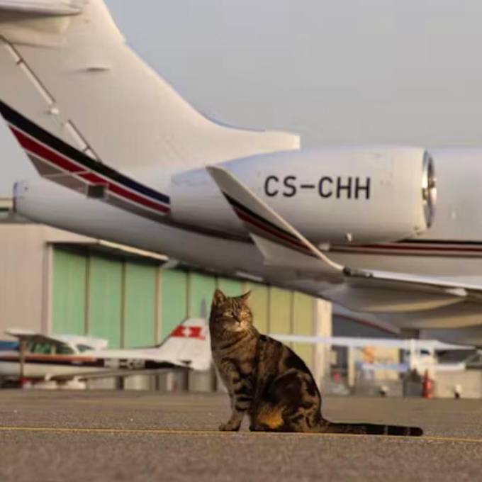 Das Flughafen-Büsi im Belpmoos heisst jetzt «Maverick»