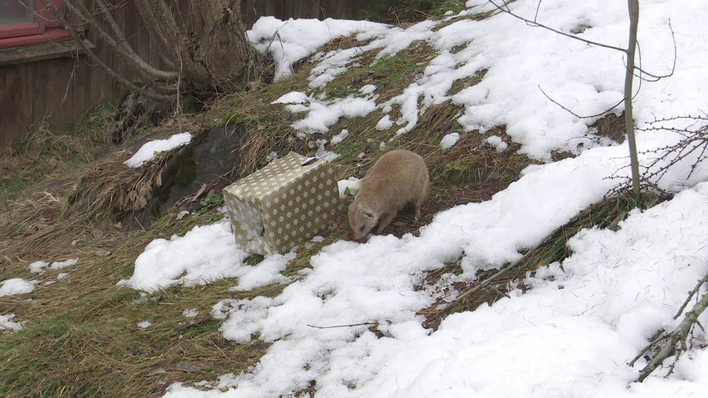 Tierische Weihnachten: Kinder beschenken Zootiere