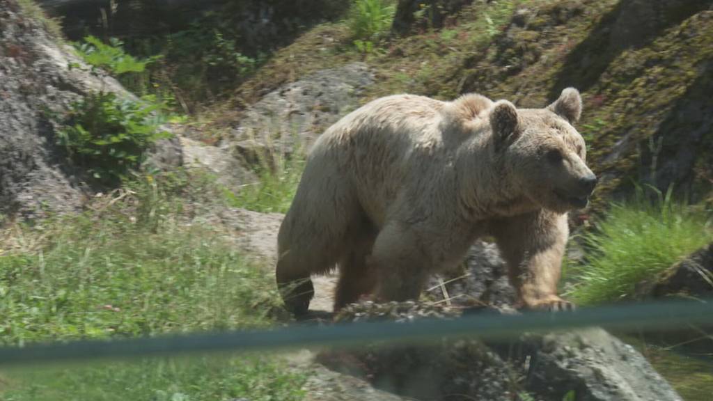 Takis einziger Bär im Tierpark Goldau