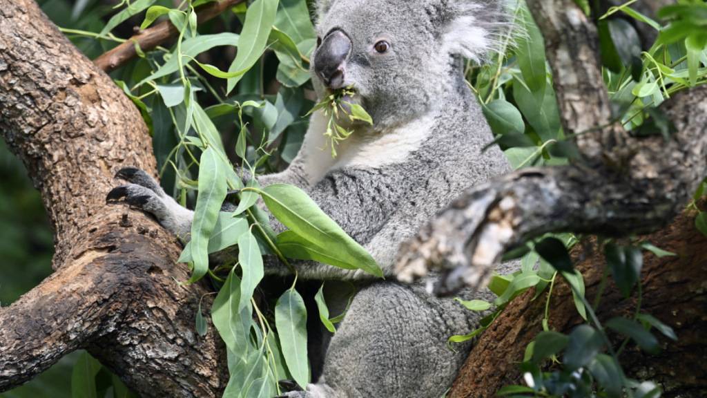 Der Koala ist der Meister des Chillens im Zoo Zürich