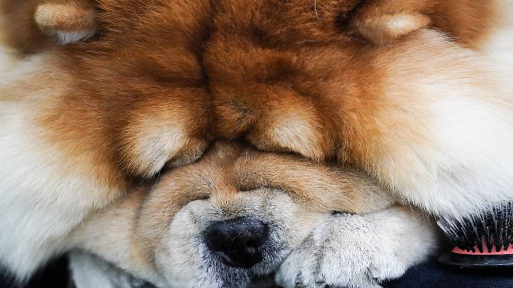 Die Stadtpolizei Chur  hat am Neujahrsmorgen einen verstörten Chow-Chow zu seiner Besitzerin zurückgebracht. (Archivbild)